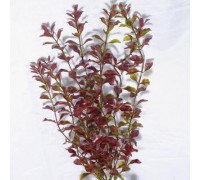 Tetra Red Ludwigia пластикова рослина 38см (ХL)