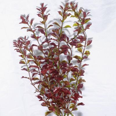 Tetra Red Ludwigia пластикова рослина 38см (ХL)