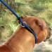 Повідець для Собак Bronzedog Active з Альпіністського Шнура Тренувальний Чорно-Блакитний