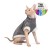 Pet fashion Светр TOM графітовий XS