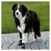 Trixie Черевики для собак Walker Active 19460 / 19467
