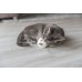 Іграшка для котів Trixie Ведмідь, плюш 8 см 45557