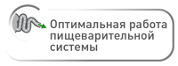 Оптимальная работа пищеварительной системы