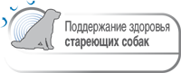 Поддержание здоровья стареющих собак